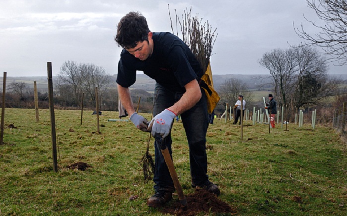 Planting trees `could cut flood risk`